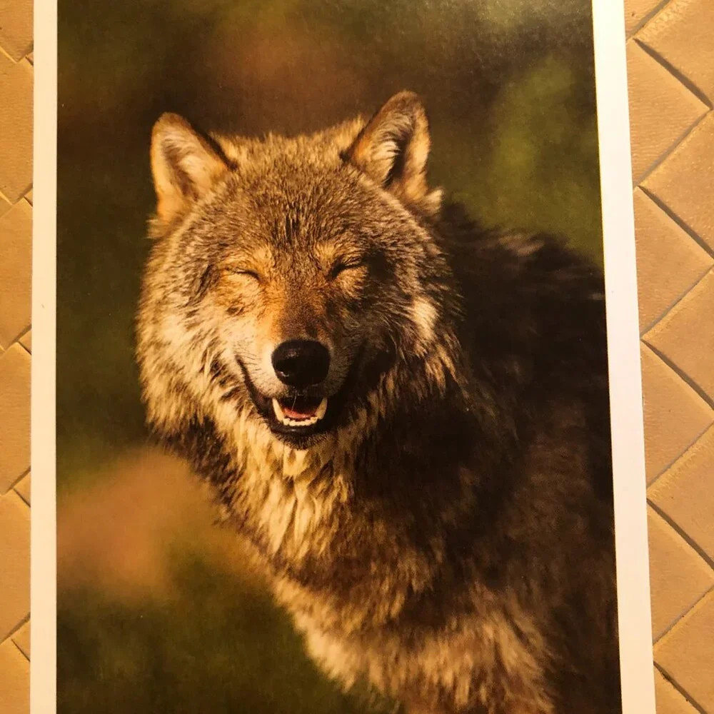 Lot of 5 Blank Note Cards with Envelopes - Pictures of Wolves
